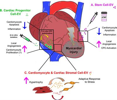 Triggering Endogenous Cardiac Repair and Regeneration via Extracellular Vesicle-Mediated Communication